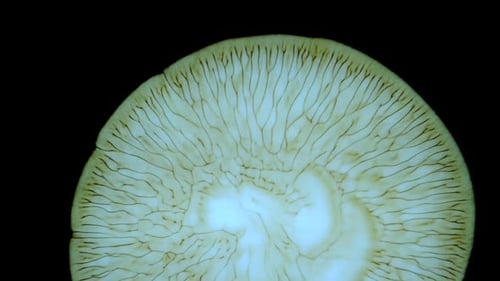 Esto NO es un Time Lapse de una gorra emergente en forma de hongo, de eso estoy seguro: un AbstracTV totalmente natural