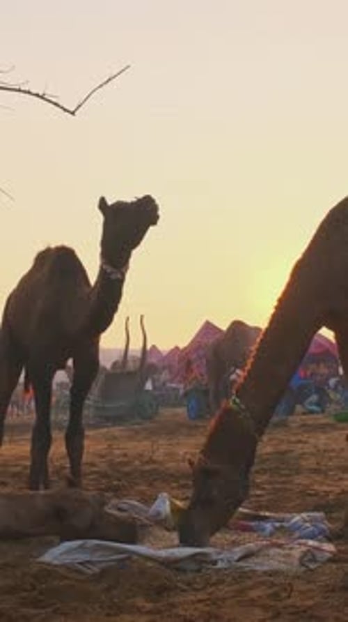 Des chameaux au festival de la foire aux chameaux de Pushkar Mela sur le terrain au lever du soleil Pushkar, Rajasthan, Inde