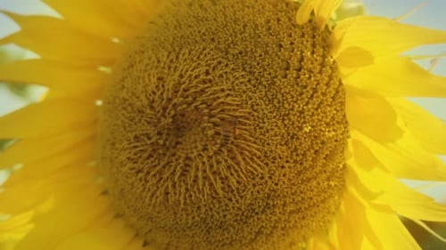 Yellow Sunflower with Bee