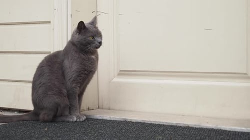 Gray Cat Sitting on Doormat by White Door