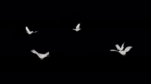 Bando de 5 pombas românticas - Cinco pássaros pombos brancos - Flying Around Loop - Alpha Channel - 4K