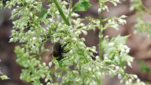 Close up of bumblebees collect pollen from heuchera flowers in garden