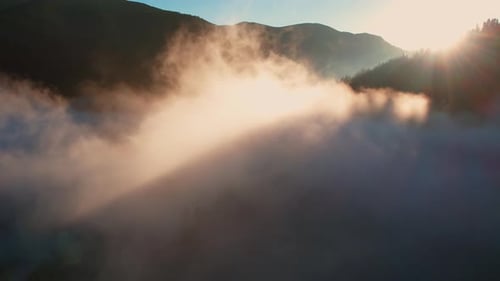 Foggy Forest At Sunrise