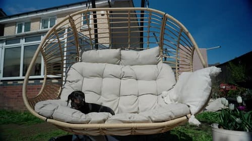 Dachshund Dog Resting on Cushioned Swing Chair