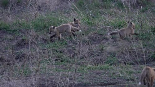 Red Fox pups playing outside of their den at dusk