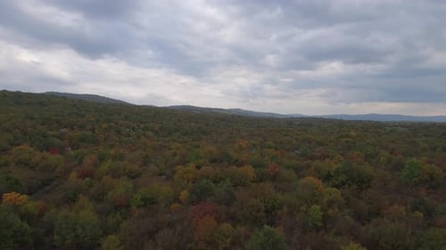 Mountain Forest In The Evening
