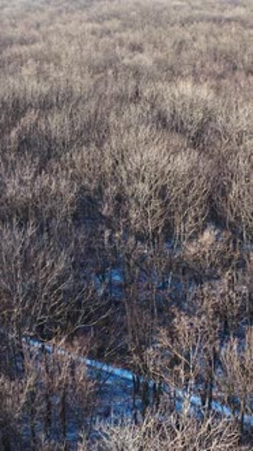 Forest without leaves in a sunny day. Natural landscape of winter forest. Aerial view.