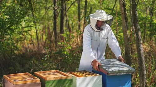 Apiary in forest. Beekeeper in protective suit and hat examining hives among beautiful green nature.