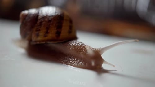 Shelled Brown Snail Creeping Slowly on White Table Indoors