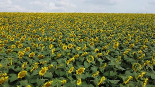 Sunflower Field