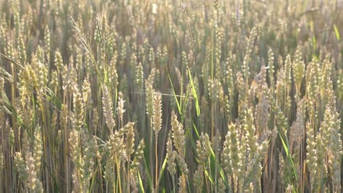 26. Green ears of unripe wheat. Cultivation of wheat.