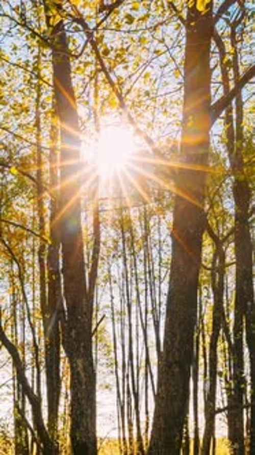 Hyperlapse Forest Trees Woods Beautiful