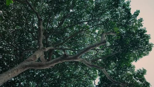 Punto de vista de la copa de los árboles tropicales desde abajo, comenzando de forma estática y luego lentamente comenzando a girar en espiral contra c
