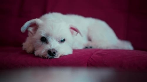 White Maltese Dog lying on the red Couch Close Up