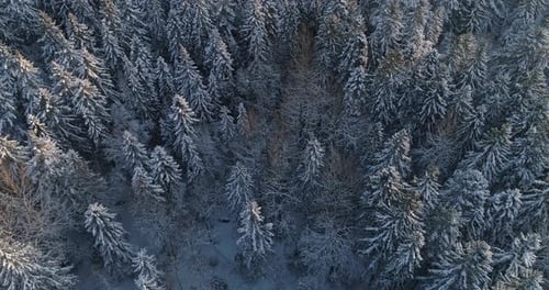 Aerial Top Down Flyover Shot of Winter Spruce and Pine Forest. Trees Covered with Snow, Rising / Se