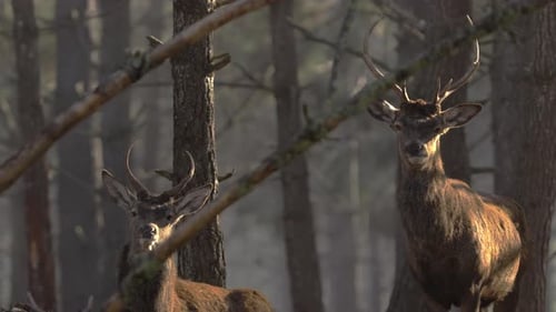 Two red deers in forest looking to camera, front portrait, wild life in Portugal