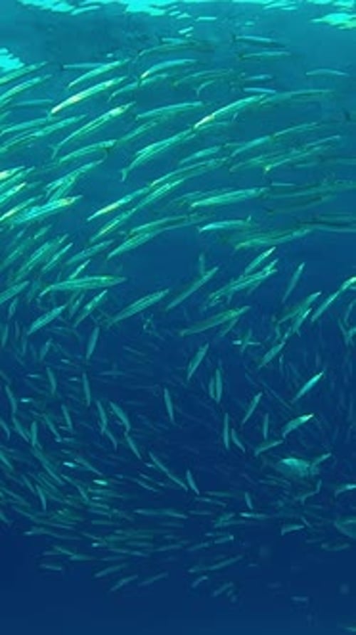 School of Barracuda formed into ball swims under blue surface and silvering in sunlight