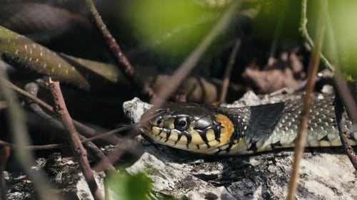 Serpents à gazon commun Natrix Natrix se prélassant un jour de printemps