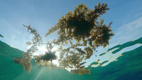 Brillantes rayos de sol que penetran a través de las algas pardas del sargazo devastadas por la tormenta que flotan en la superficie del agua