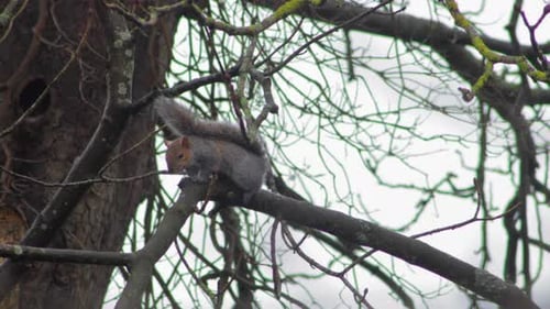 Grey Squirrel climbing along tree then grooms itself. Day time UK North London Borehamwood