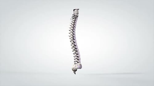 Rotating 3D Human Spine Medical Anatomy Model