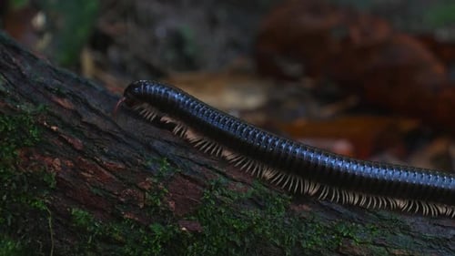 Milpiés arrastrándose por la corteza cubierta de musgo en un bosque oscuro