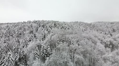 Winter Snowy Forest