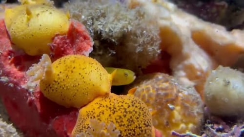 Small yellow fish (Clown Goby) surrounded by Nudibranchs (Yellow Sea Slugs) also known as Sea Lemons
