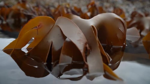 Closeup shot of kelp slowly dancing back an forth in the slow waves during low tide.