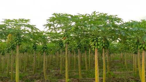 the beauty of papaya farming