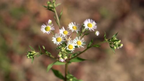 Close-Up of Delicate White Wildflowers Swaying Gently in the Wind