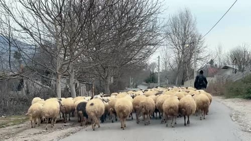 Goat on the road old shepherd herding the flocks grazing in side road mountain climate winter season