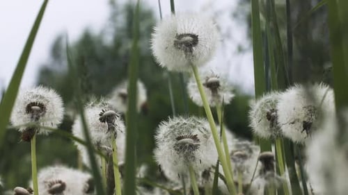 Close-up of dandelions in summer rain