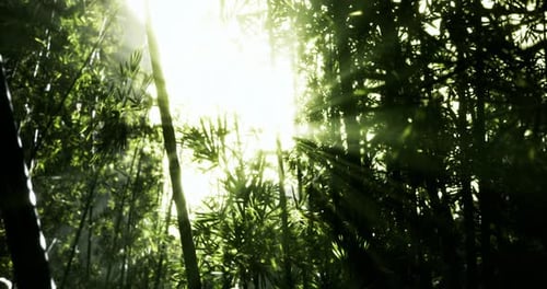 Sunlight Streaming Through Lush Bamboo Creating a Serene Forest Atmosphere