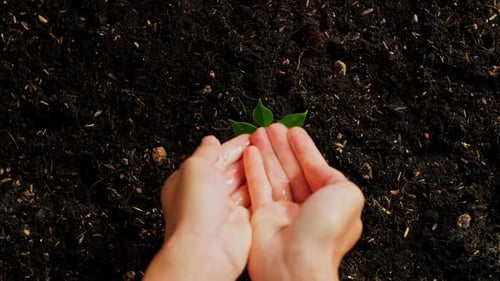 Close Up Of Farmer's Hands Watering A Tree Sprout After Planting It With Black Dirt Mud