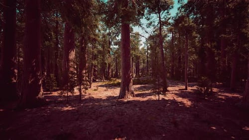 Giant Sequoia Trees at Summertime in Sequoia National Park