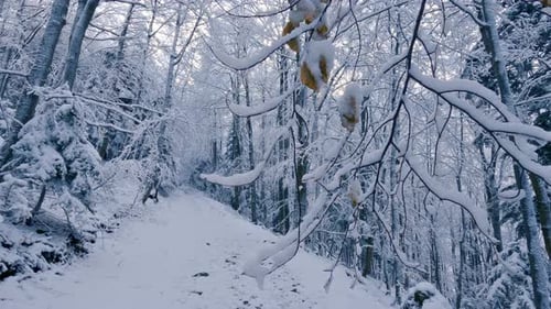 Frozen Snowy Country Road in Winter Forest Nature