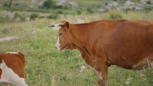 Erwachsene Kuh, die mit ihren Kälbern auf einem Feld läuft