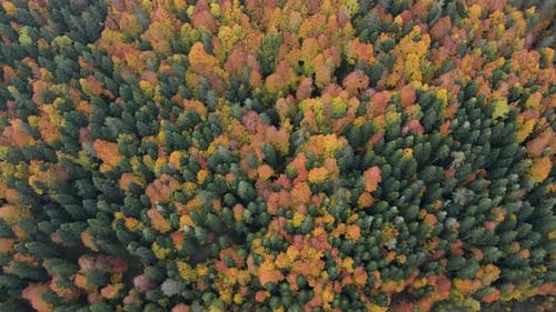 Herbstlicher Wald