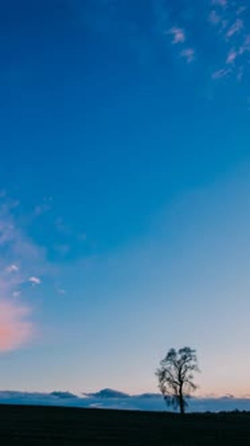 Vertical Footage Spring Nature Time Lapse Timelapse Timelapse Of Lonely Tree Growing In Spring Field
