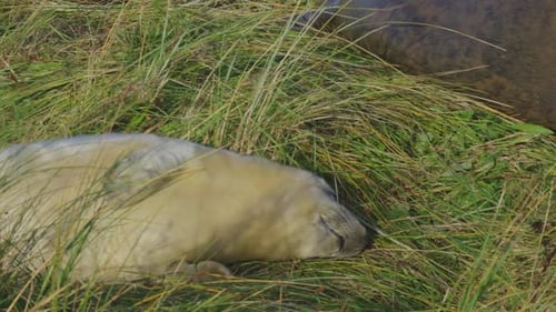 Atlantic Grey seals in breeding season, newborn pups with white fur, mothers nurturing and bonding i