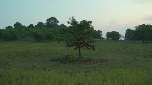 Aerial view of solitary tree standing in a lush green field. A lone tree in the middle of meadow