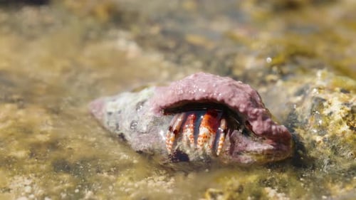 Hermit Crab Emerging from Shell on Rocky Beach