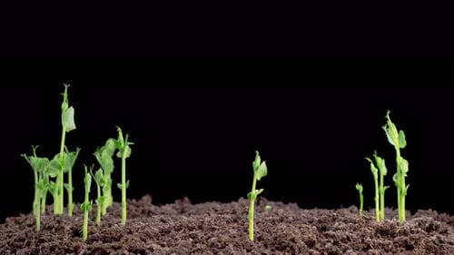 Time Lapse of Growth Green Peas Beans Plants