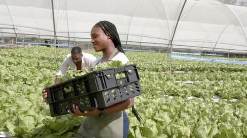 Harvesting lettuce, african american woman carrying crate of fresh produce in hydroponic farm