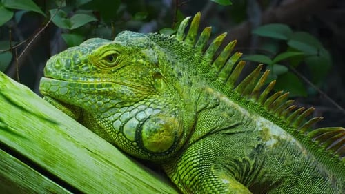 Green Iguana Large Arboreal Herbivorous Lizard Species Iguana on the Tree Branch Closeup