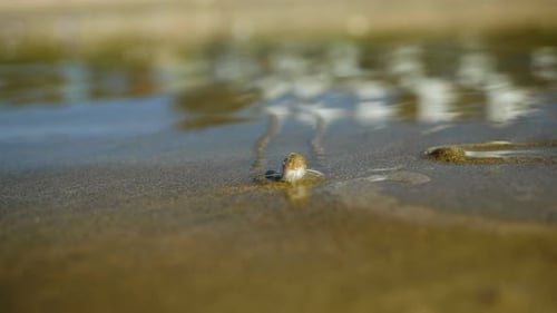 Plough snail slowly crawling over wet sand on beach at low tide; shallow focus