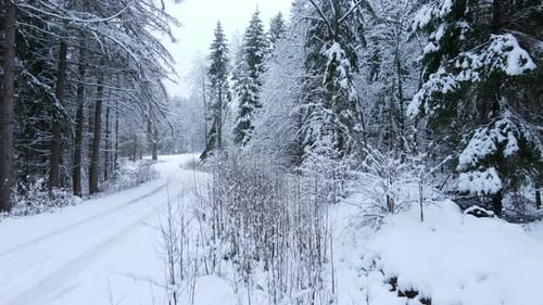 Aerial flight along snow covered forest road through snowy trees beautiful winter scene