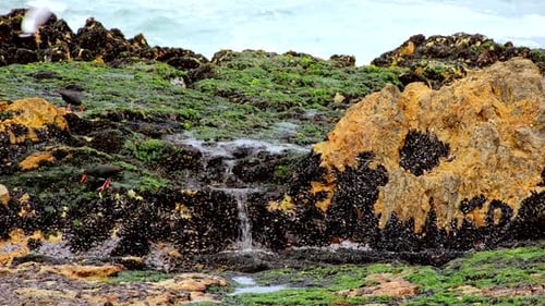 Les huîtriers africains se nourrissent de moules noires et d'algues marines le long de la zone intertidale