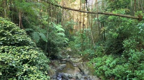 Scenic rainforest stream with rocks and crystal-clear water running through dense tropical plants